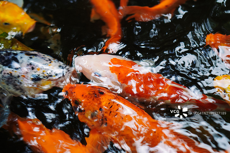高角度视图的锦鲤在池塘中游泳图片素材