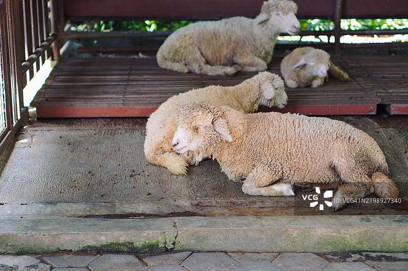 农场庇护所中的羊休息图片素材