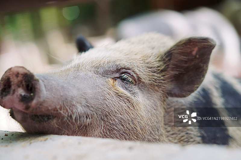 猪的侧面视图图片素材