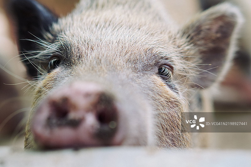 专注的小猪仔看着镜头图片素材