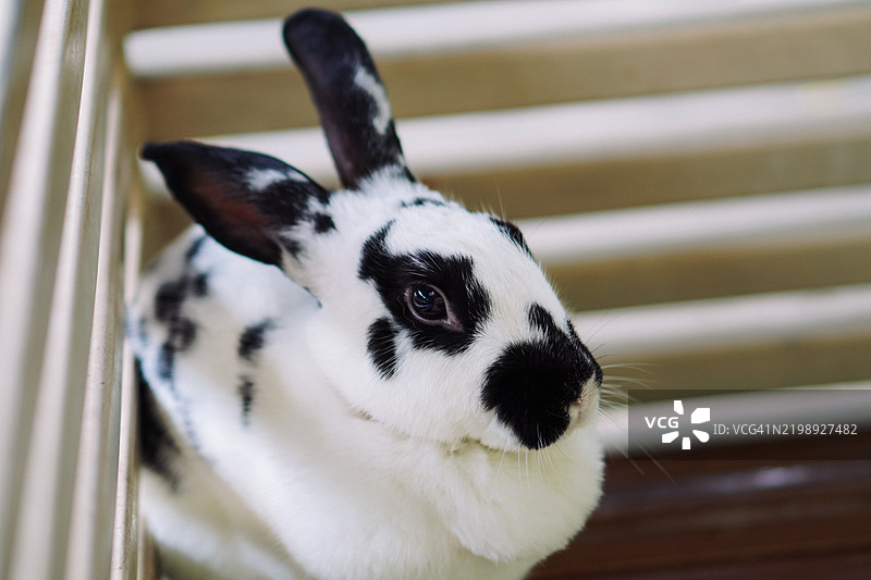 斑驳兔子在笼子里图片素材