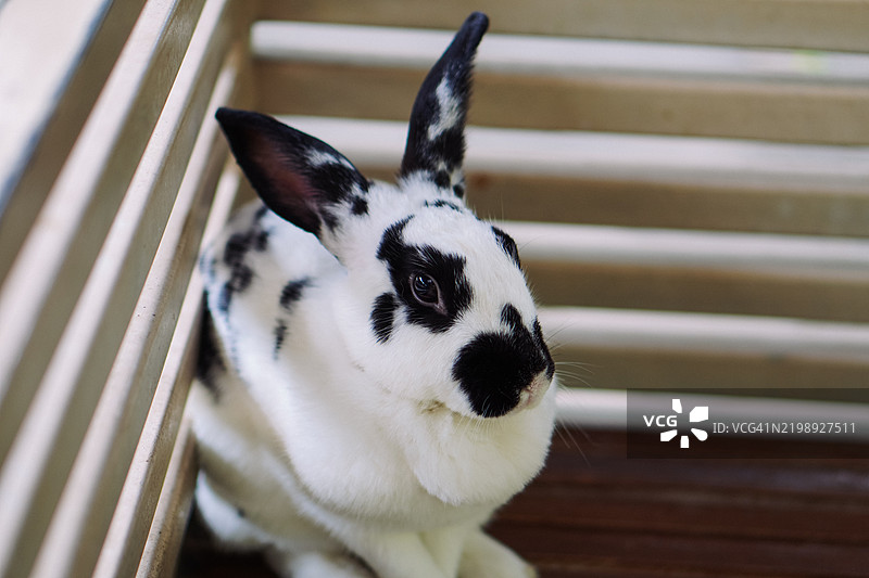 斑驳兔子在笼子里图片素材