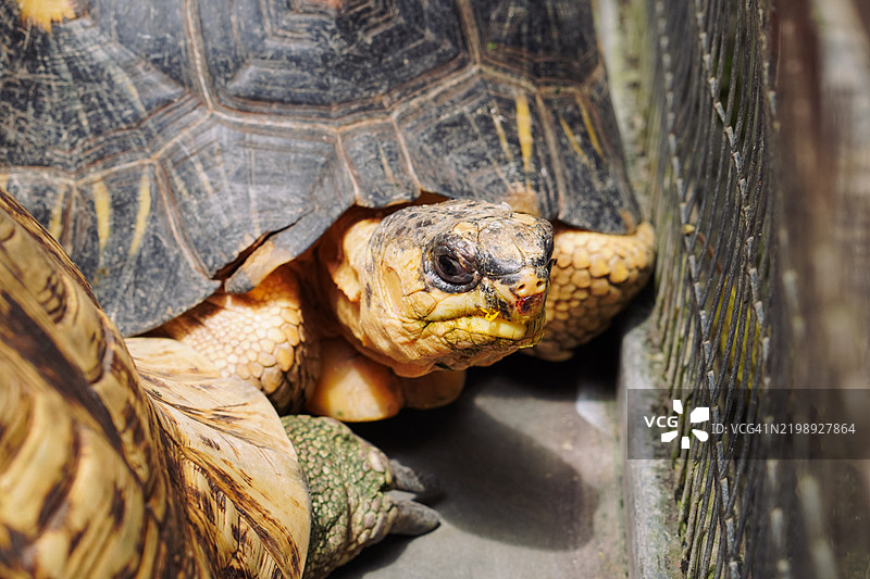 海龟面部特写，展现细致的纹理和表情图片素材