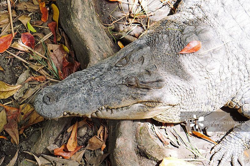 沼泽中鳄鱼的特写镜头图片素材