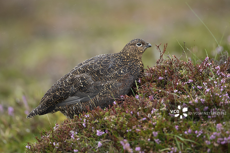 红松鸡(Lagopus lagopus scotica)成年鸟在夏季的开花泥炭地石南花丛中,英格兰约克郡,英国,欧洲图片素材