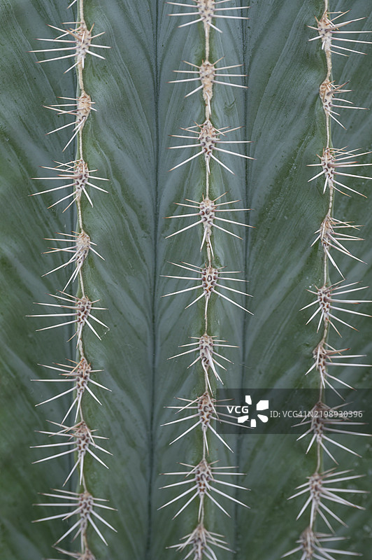 柱状仙人掌(Pachycereus pringlei)的细节,德国巴伐利亚州中法兰肯地区埃尔朗根植物园图片素材