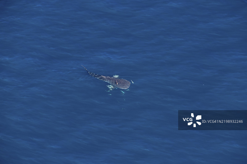 宁加鲁礁上的鲸鲨(Rhincodon typus),空中视角,凯普朗奇国家公园,靠近埃克斯茅斯,西澳大利亚,澳大利亚,大洋洲图片素材