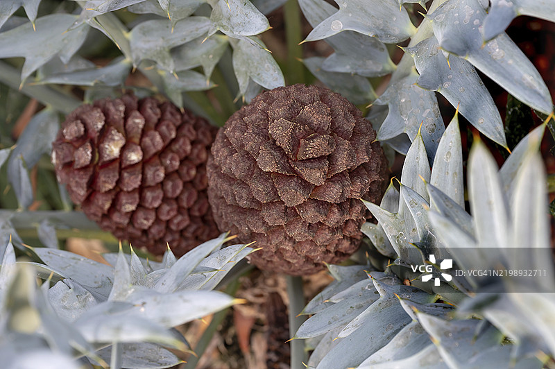 面包棕榈蕨(Encephalartos horridus)的果实,德国巴伐利亚州中法兰肯地区埃尔朗根植物园图片素材