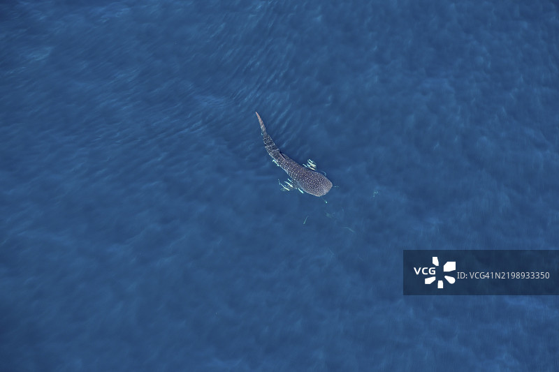 宁加鲁礁上的鲸鲨（Rhincodon typus），空中视角，凯普朗奇国家公园，靠近埃克斯茅斯，西澳大利亚，澳大利亚，澳大拉西亚图片素材