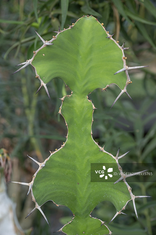 仙人掌(角状大戟),植物园,埃尔朗根,中法兰克尼亚,巴伐利亚,德国,欧洲图片素材