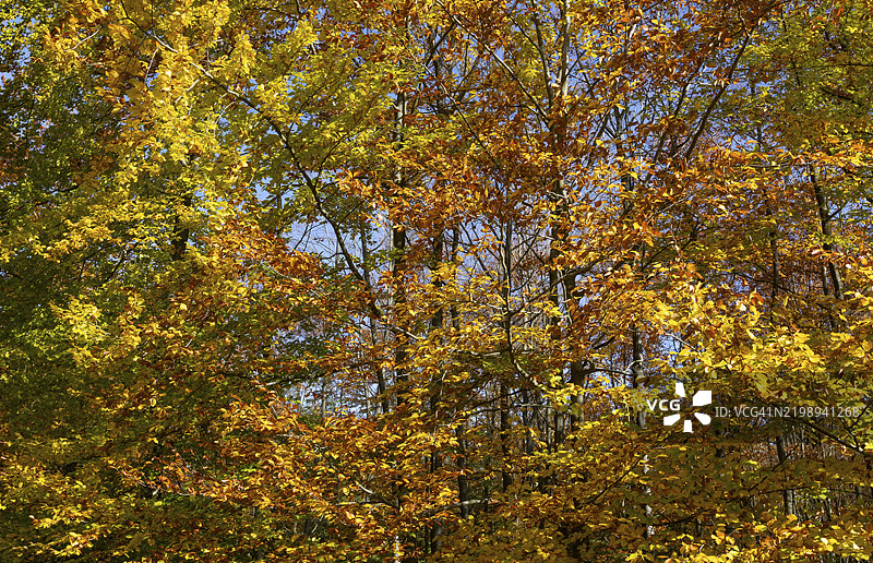 在奥地利下奥地利州瓦尔德维尔特尔的格门德附近的布洛克海德自然公园中，严重变色的山毛榉树（Fagus）图片素材