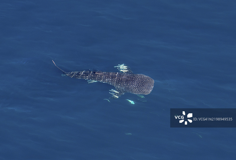 宁加鲁礁上的鲸鲨(Rhincodon typus),空中视角,凯普朗奇国家公园,靠近埃克斯茅斯,西澳大利亚,澳大利亚,大洋洲图片素材