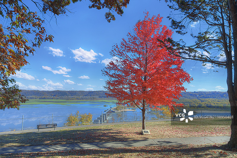 鹰点悬崖上的鲜艳红枫图片素材