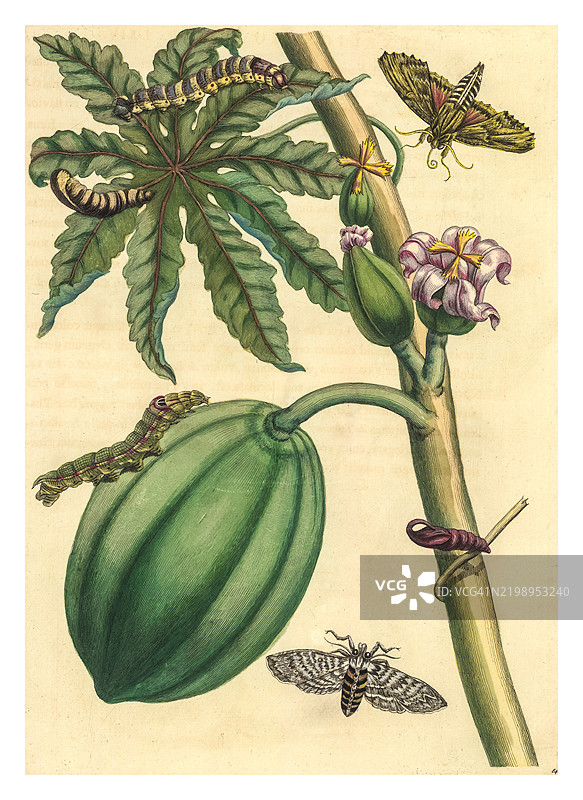 papaya树上的蝴蝶和毛毛虫。图片素材