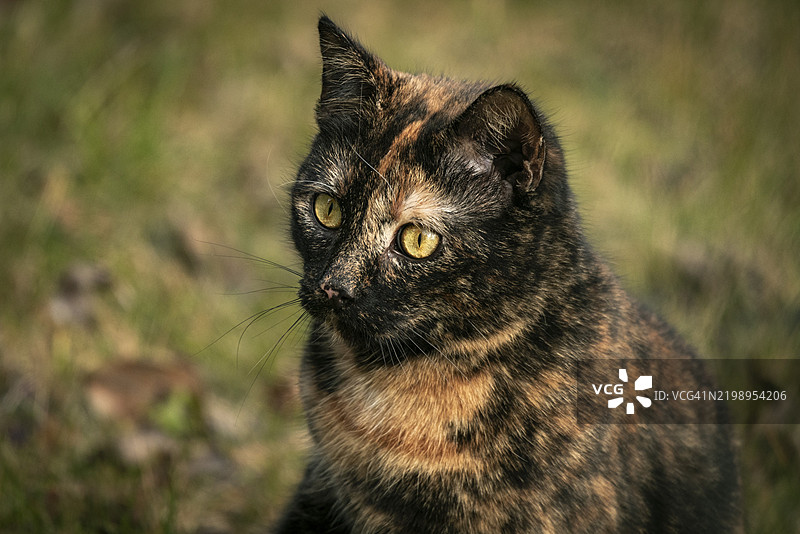 玳瑁猫（Felis Catus）在奥地利下奥地利州特尔尼茨的草地上坐着，神情专注。图片素材