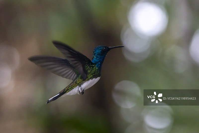 白颈雅各宾蜂鸟图片素材
