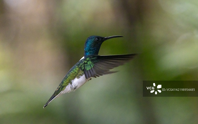 白颈雅各宾蜂鸟图片素材