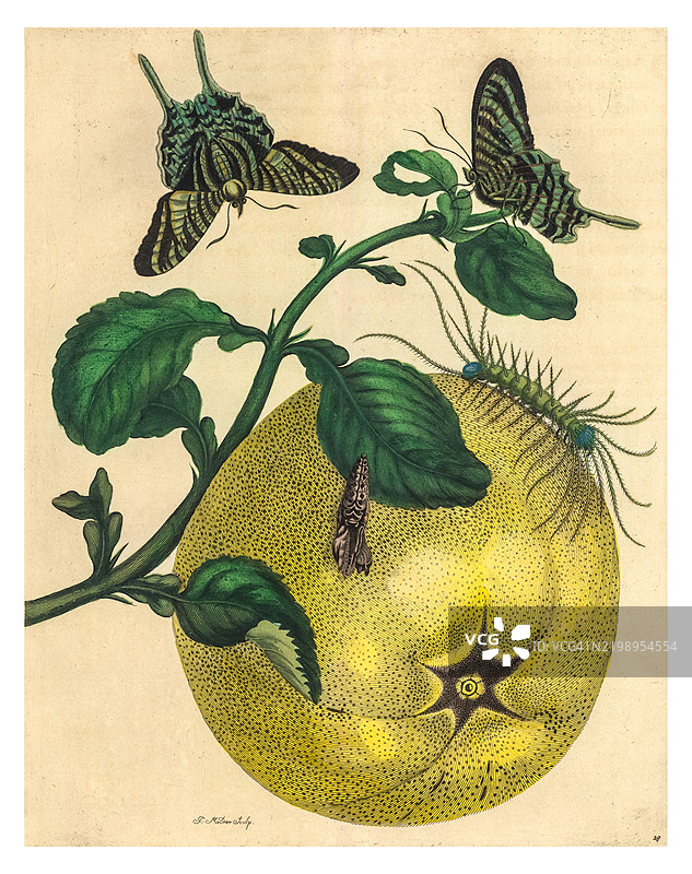 柚子树枝的雕刻，带有绿带乌兰尼亚蛾和一只毛虫图片素材