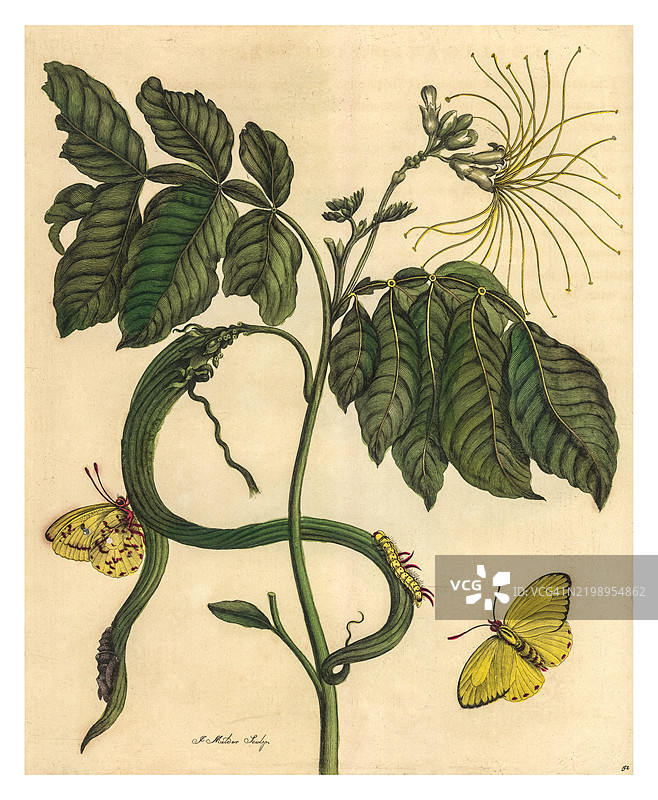 冰淇淋豆树的树枝雕刻，伴有云斑黄蝶及其蛹和一种未识别的幼虫。图片素材