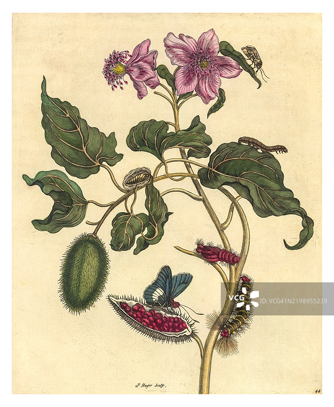 阿基奥特树枝的雕刻，展示了火尖蝶的生命周期，右上角有一只单独的蛾。图片素材