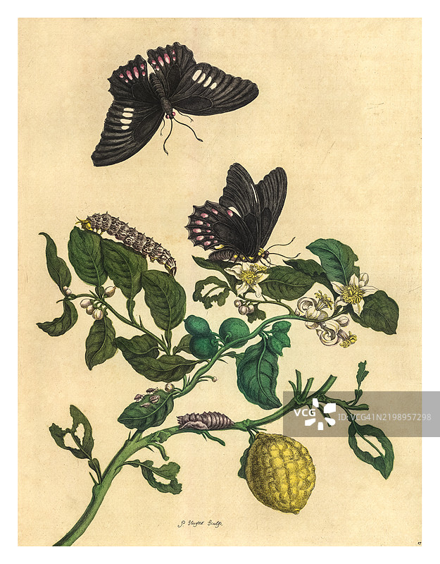 刻画了一枝青柠树，旁边有一只红斑燕尾蝶和一只未识别的毛虫。图片素材