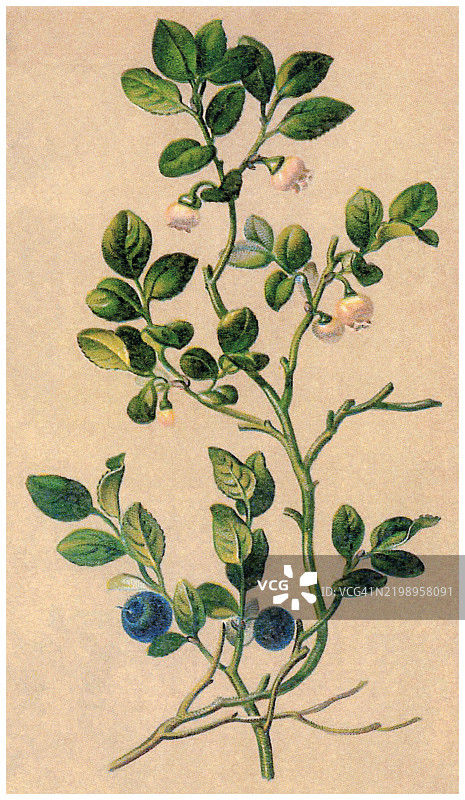 古老的彩色石版画插图，描绘了植物学中的欧洲蓝莓、越橘、蓝莓、野生蓝莓或黑果越橘（Vaccinium myrtillus），这是一种具有可食用蓝色果实的全北极灌木种。图片素材