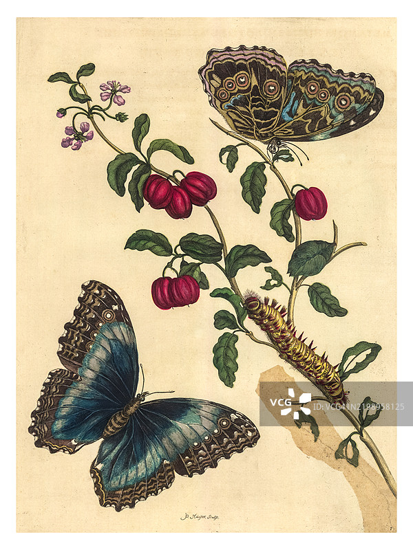 西印度樱桃树的枝条雕刻，展示了阿基里斯蓝蝶的生命阶段图片素材