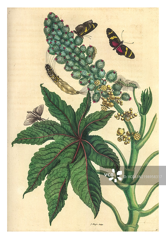 蓖麻油植物的雕刻，带有长翅蝴蝶和一种未识别的蛾及其幼虫图片素材