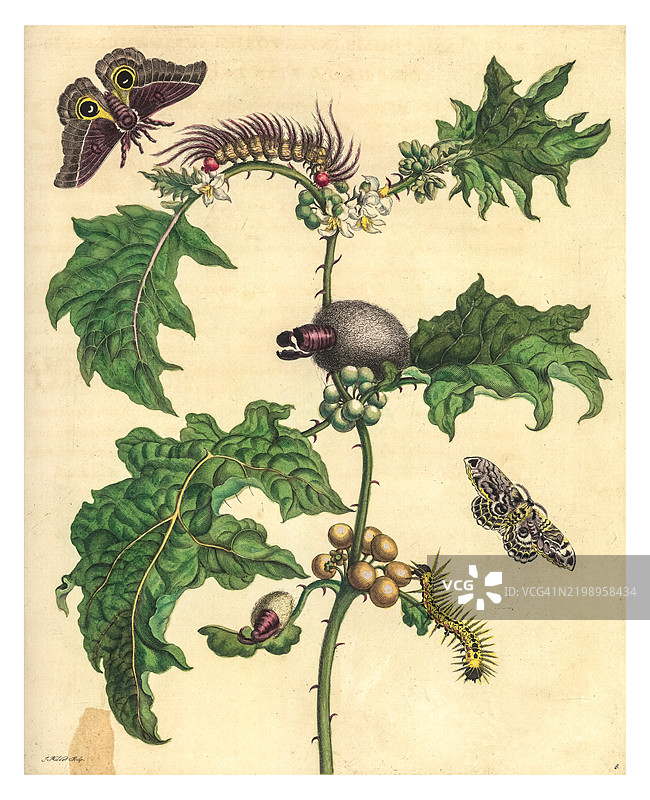 刻画的椰子植物，伴有丝绸蛾、莫利帕蛾和未识别的毛虫。图片素材