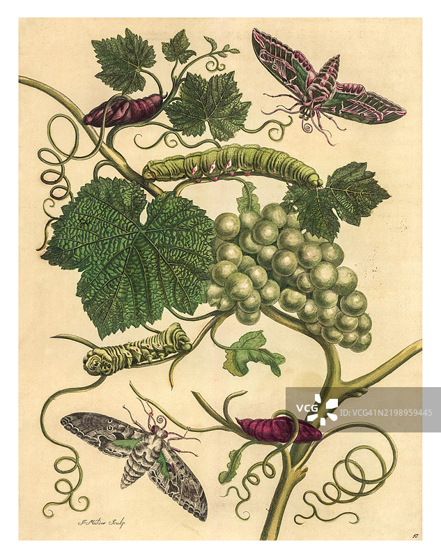 带有白葡萄的葡萄藤雕刻，左上角是葡萄蛾的生命周期。图片素材