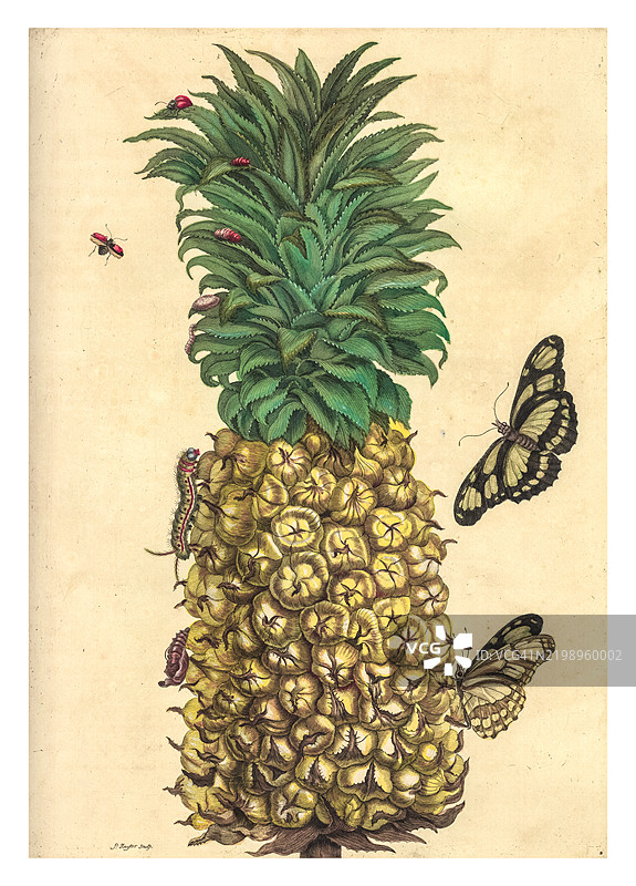 成熟菠萝的雕刻，伴随有迪多长翼蝴蝶的生命周期图片素材