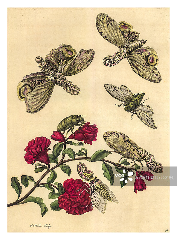 双花石榴树枝的雕刻，展示了蝉和灯蝉的生命阶段图片素材