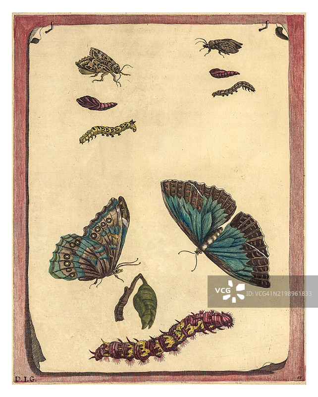 蝴蝶、蛾子和毛毛虫的雕刻图片素材