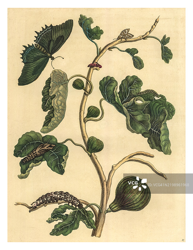 蝴蝶、幼虫和毛虫的雕刻。图片素材