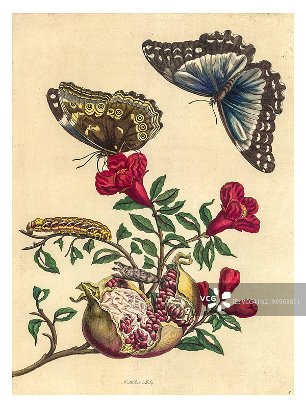 石榴的雕刻，配有梅内劳斯蓝闪蝶和带带纹蛾的幼虫图片素材