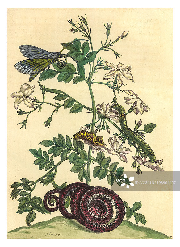 西班牙茉莉的雕刻，展示了艾洛斯芬克斯蛾和花园树蟒的生命周期图片素材