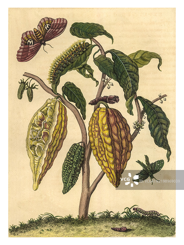 蛾、毛虫、蛹、茧和可可树。图片素材