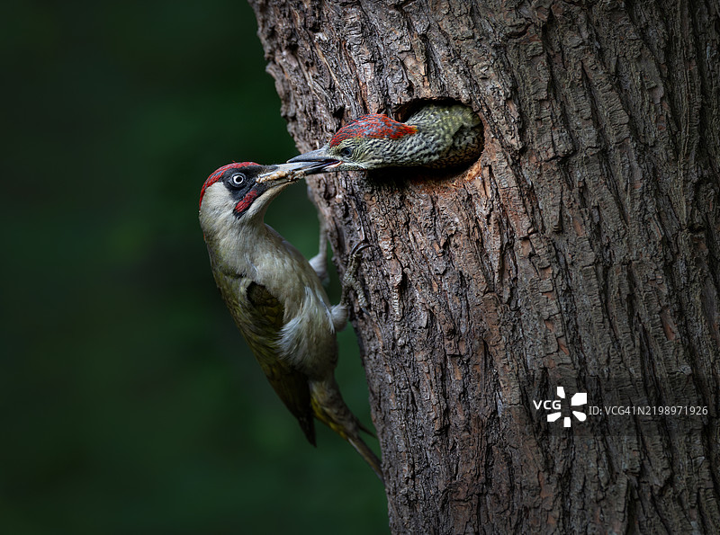 欧洲绿啄木鸟在喂养幼鸟，德国图片素材