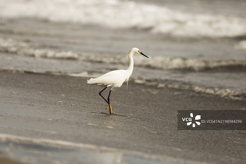 海滩上的白鹭图片素材
