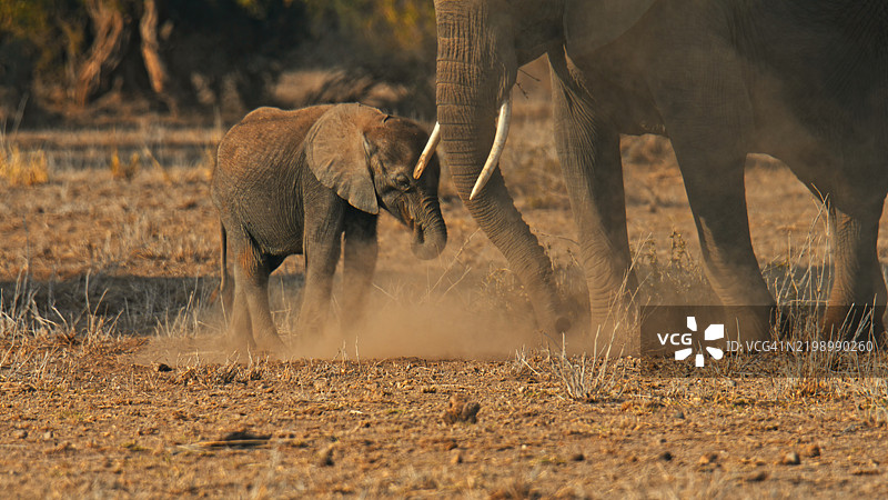雄伟的非洲大象在安博塞利漫游图片素材