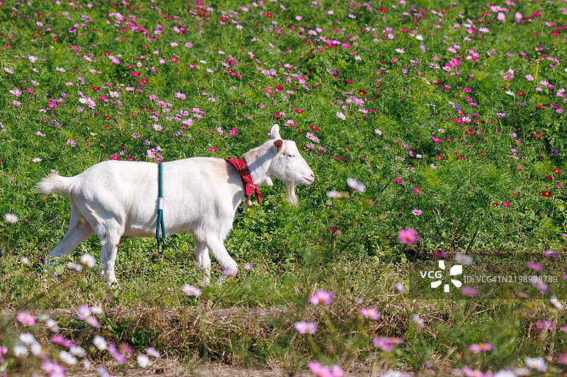 可爱的山羊在散步。宇宙节（宇宙竞技场福冈）埼玉县桶川市 - 2024图片素材