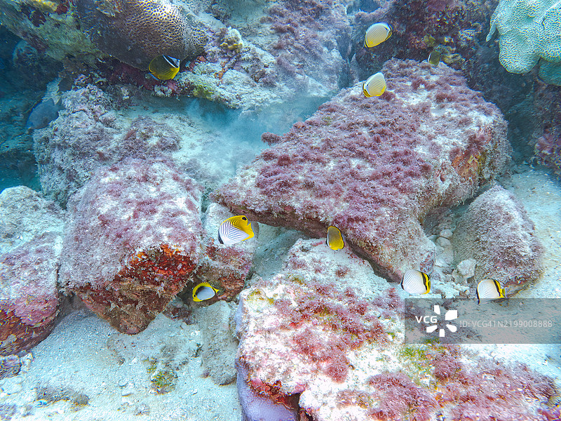 美丽的摩尔鱼和蝴蝶鱼在珊瑚礁上成群游动。东京伊豆群岛的式根岛 - 2024图片素材