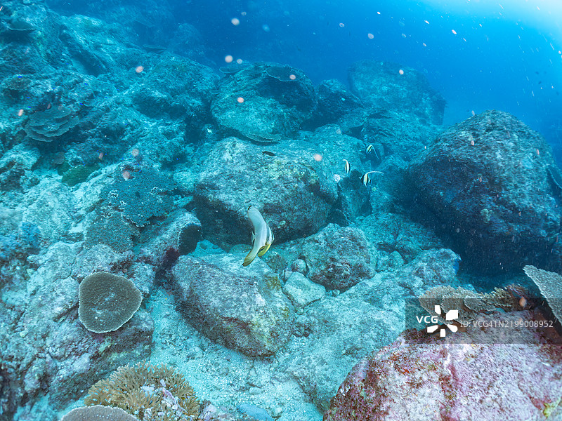 黑背蝴蝶鱼（Chaetodon melannotus）、斑点皇帝鱼（Lethrinus nebulosus）、蓝刺独角鲸鱼（Naso unicornis）、摩尔鱼（Zanclus cornutus）及其他美丽的珊瑚礁生物。图片素材