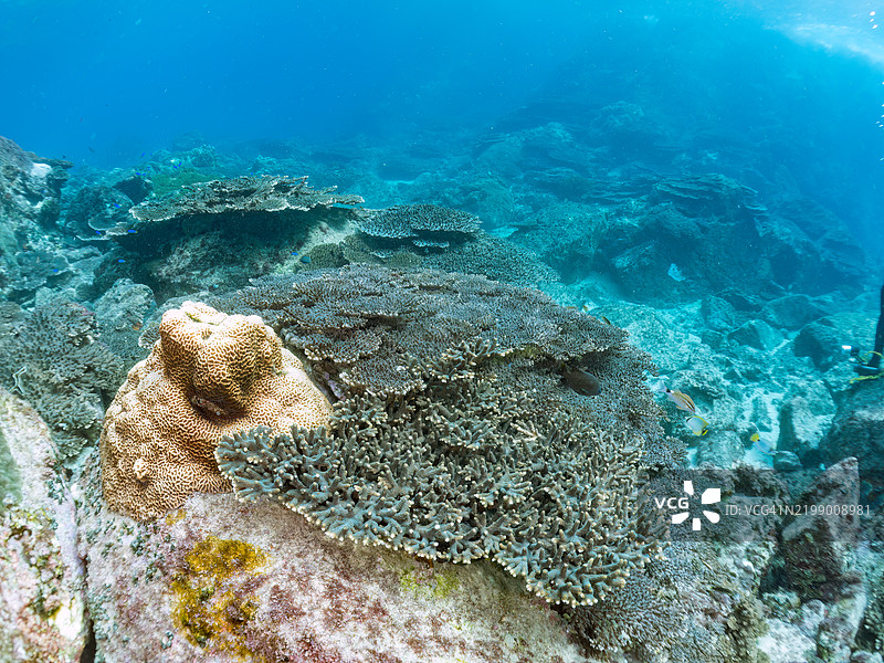 黑背蝴蝶鱼（Chaetodon melannotus）、斑点皇帝鱼（Lethrinus nebulosus）、蓝刺独角鲸鱼（Naso unicornis）、摩尔鱼（Zanclus cornutus）等在美丽的珊瑚礁中。图片素材