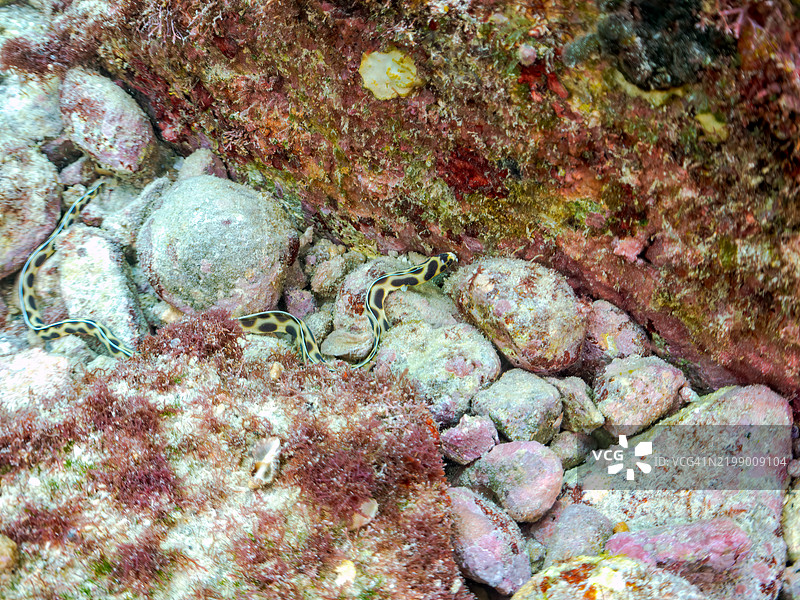 神秘的虎蛇鳗，Myrichthys maculosus。东京伊豆群岛的式根岛 - 2024图片素材