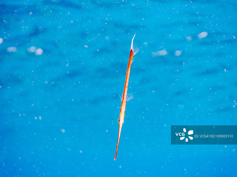 美丽的条纹虾鱼、剃刀鱼、带纹海龙等在水面上游动。东京伊豆群岛的式根岛 - 2024图片素材