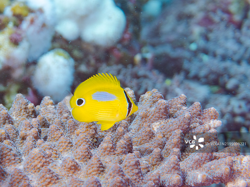美丽的桌状珊瑚（Acropora Solitaryensis）和蓝斑蝶鱼（Chaetodon plebeius）幼鱼及其他鱼类。东京伊豆群岛的式根岛 - 2024图片素材