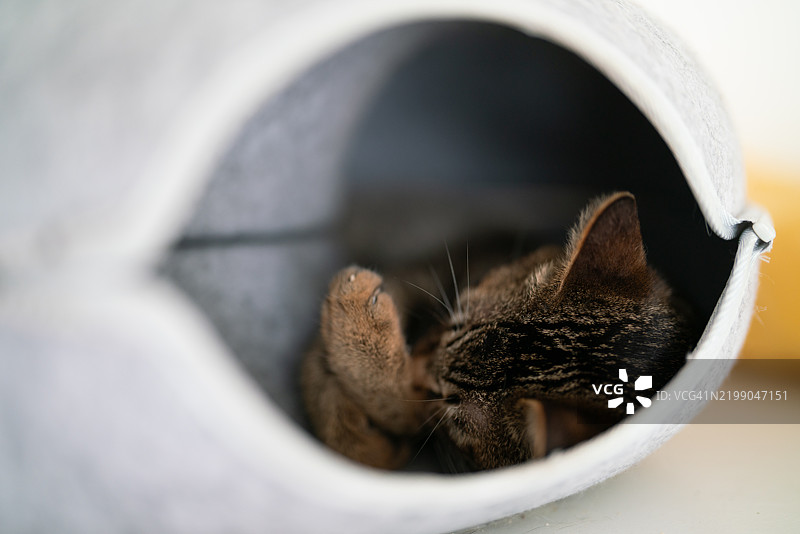猫在窝里睡觉图片素材