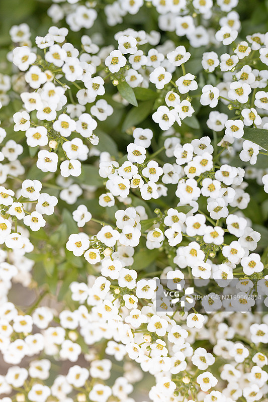 甜美的紫罗兰从上方俯视。图片素材