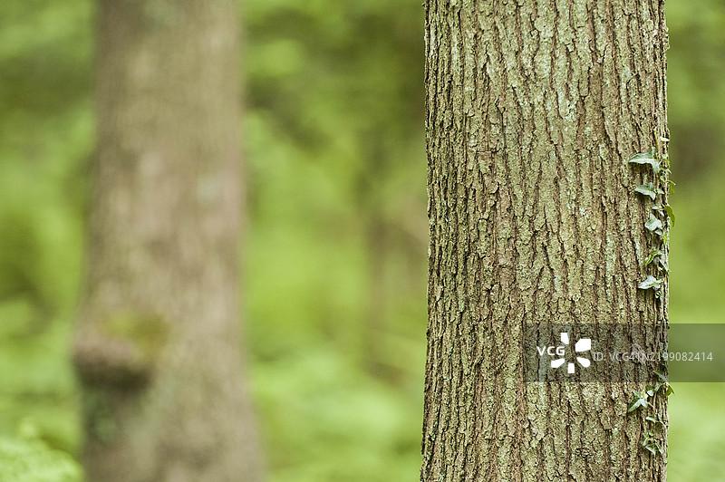 英格兰赫里福德郡的迪恩森林。2005年6月1日。年轻的橡树树干。图片素材